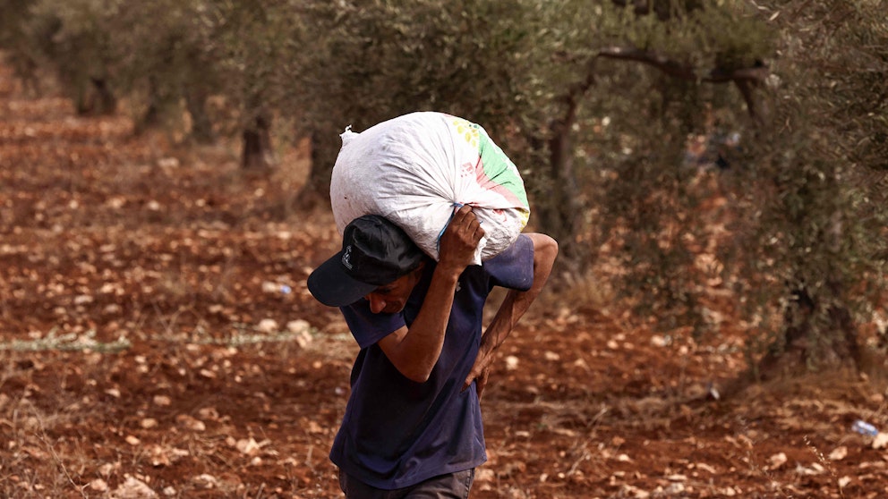 En palestinsk man bär på en påse oliver