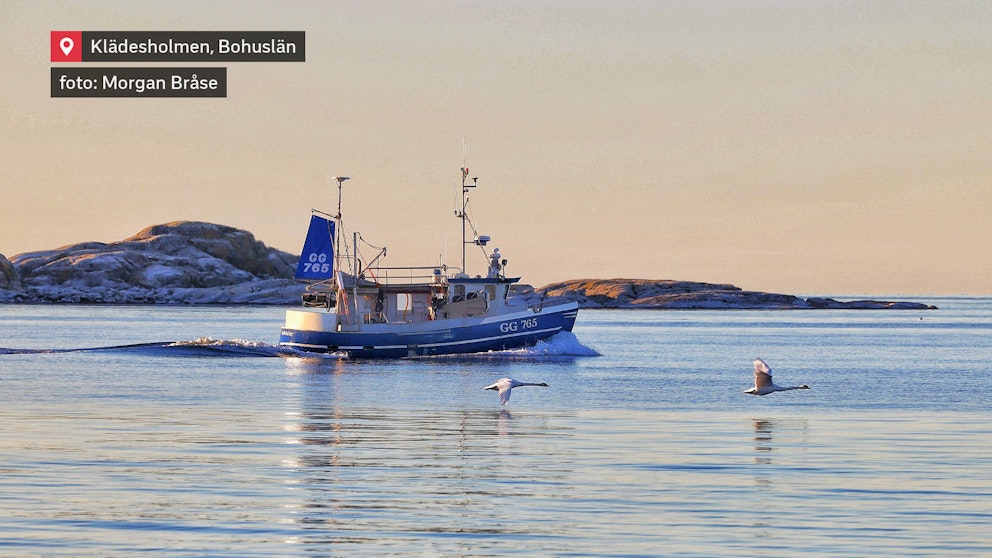 Fiskebåt och svanar i vintersol – en fridfull morgon vid Klädesholmen.