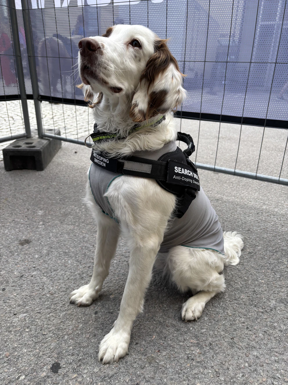 Dopning-hunden Molly är i stan! – SM-veckan i Norrköping – följ med i ...