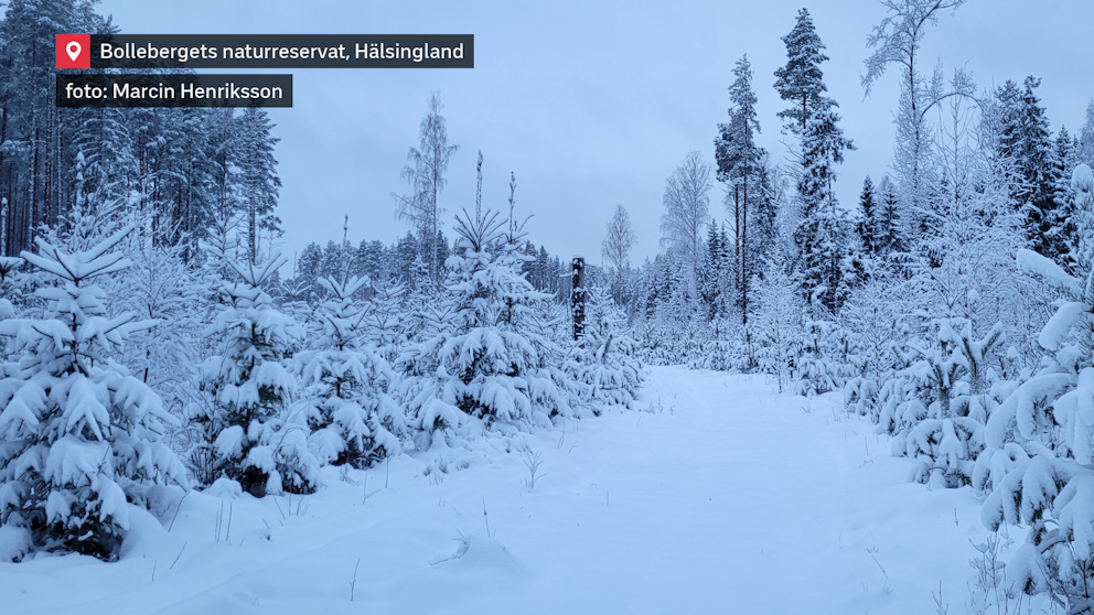 Snön har återkommit till Bollebergets naturreservat.