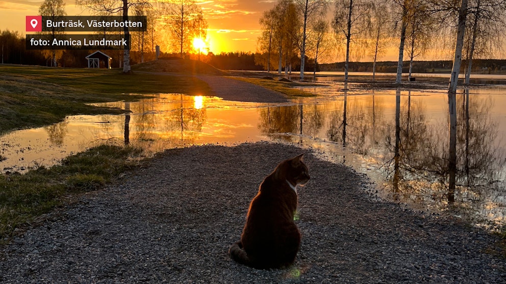 Idylisk bild med katt i solnedgång