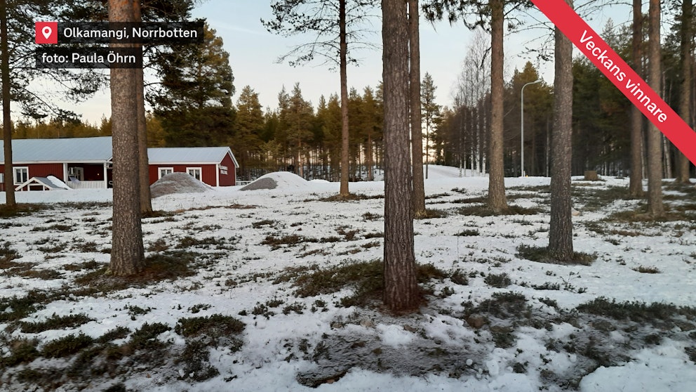 Vinnande väderbild vecka 4. Vinterlandskap med snöfläckar bland tallar i Olkamangi, Norrbotten. I bakgrunden syns ett rött hus med vita detaljer omgivet av skog och låga snöhögar. Den lågt stående solen kastar ett mjukt ljus över omgivningen.