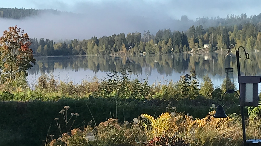 Sörälgen Svanvik, Västmanland den 20/9. Foto: Trude Köhn