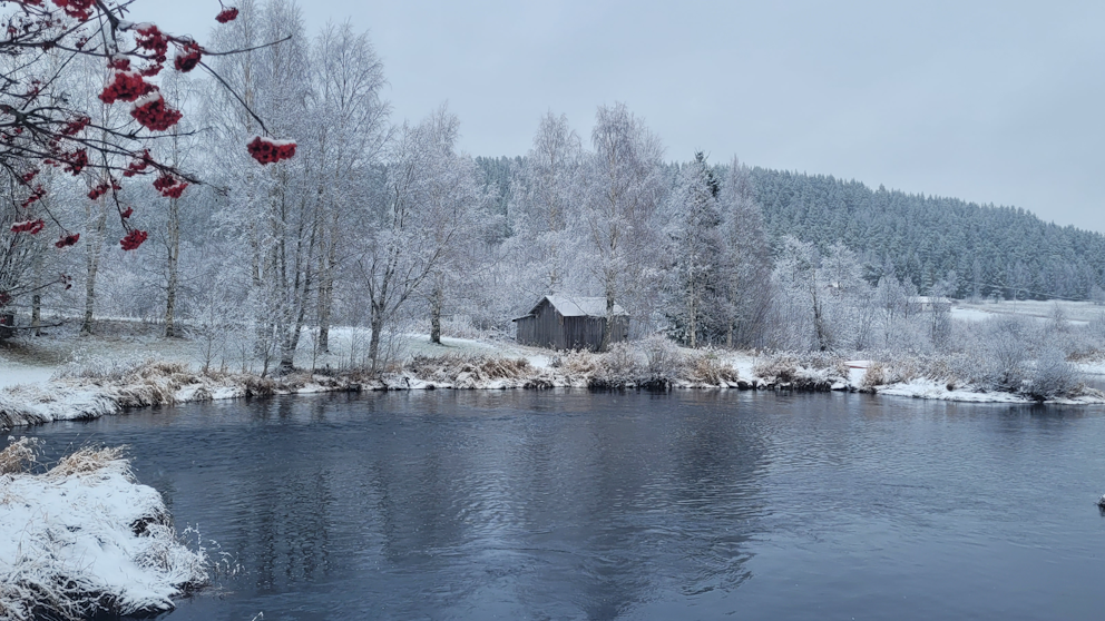 Bursiljum, Västerbotten den 3/11. Foto: Karin Olofsson