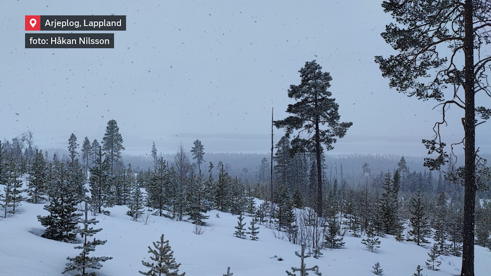 Tämligen krafigt snöfall vandar över Arjeplog söndag 28 april.