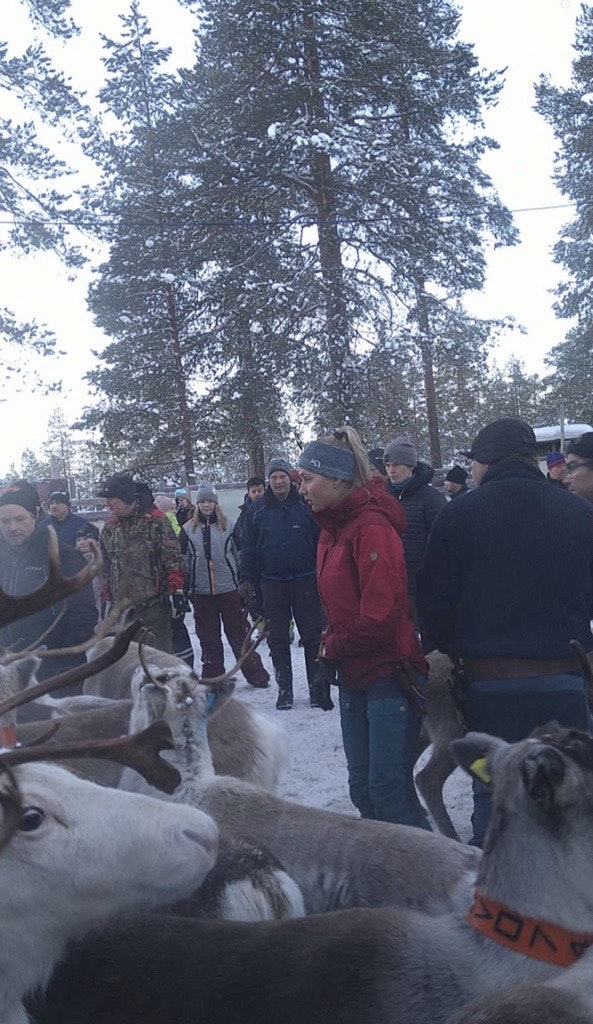 Många människor samlas till renskiljning oavsett om man är i norra eller södra delen av Sápmi. Renarna har en otrolig dragningskraft!