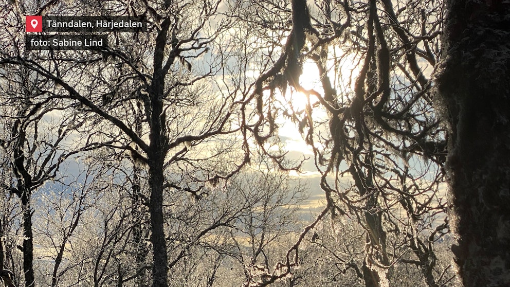 Naturens rimfrostkonst i Härjedalen.