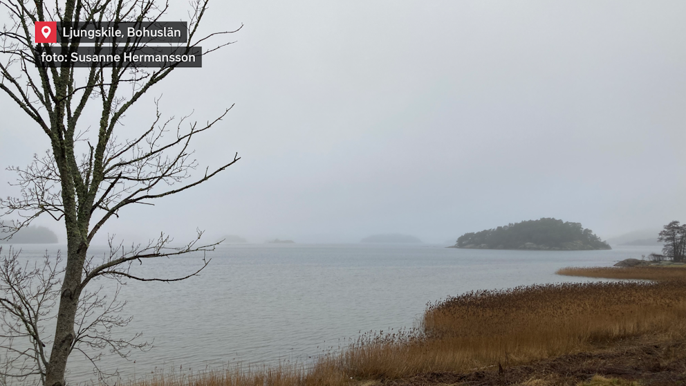 Grådisigt juldag i Bohuslän.