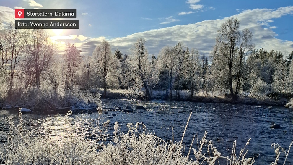 Rimfrost i sjökantens träd, gräs och buska.