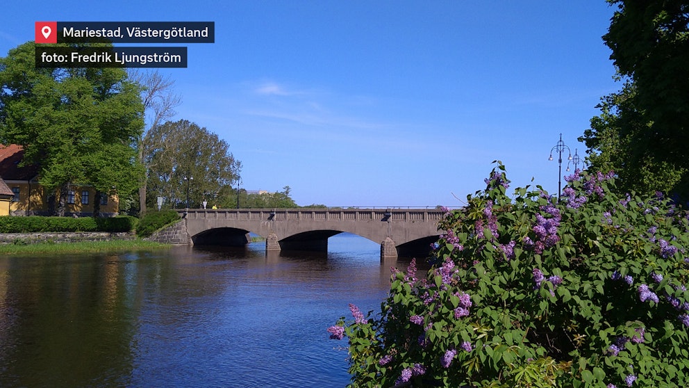 Blå himmel,syrener och Residensbron i Mariestad. Lila syren blommar i förgrunden.