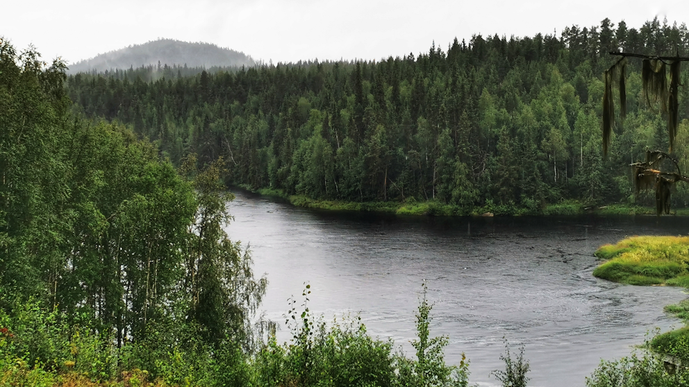 Varjisån, Idafors, Norrbotten den 31/7. Foto: Katharina Svensson Vikström