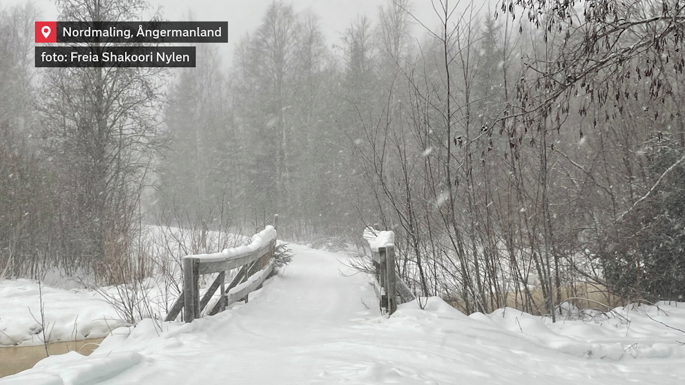 Vinterlandskap i Nordmaling, Ångermanland, med en snötäckt bro som leder in i en skog. Snön faller tätt, och träden är täckta av ett lager frost och snö. Bild av Freia Shakoori Nylen.