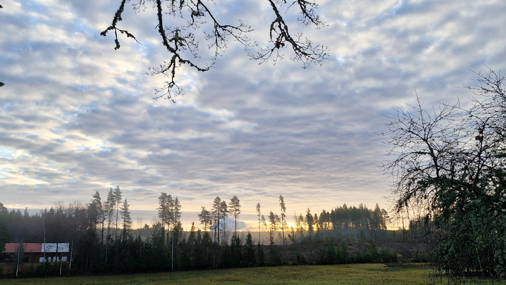 Borgvik, Värmland den 11/11. Foto: Pertti Nyqvist