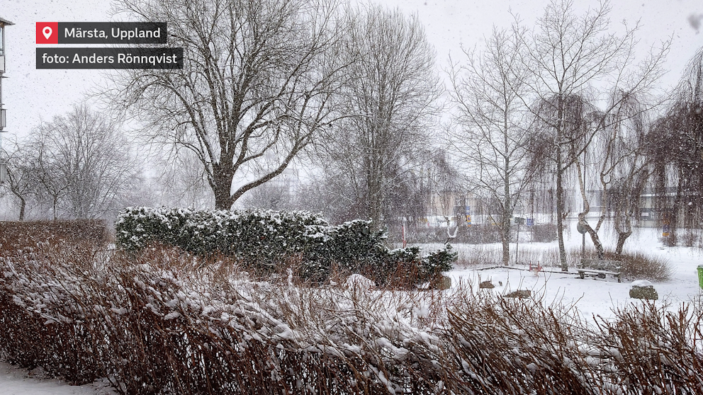 Snöfallet sveper in Märsta i ett vintrigt lugn. Träden står tysta under det vita täcket, medan flingorna dalar ner och gör landskapet mjukt och stilla.