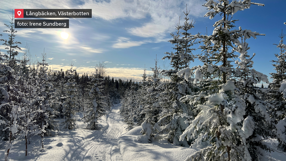 Vinterns lugn i Västerbotten. Solen lyser genom det gnistrande snötäcket och skapar en sagolik skogsstig. Spåren leder in i stillheten.